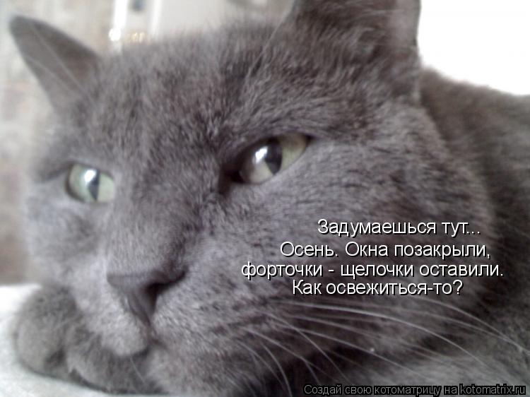 Задумаешься тут... Осень. Окна позакрыли, форточки - щелочки оставили. Как освежиться-то?... Котоматрица: Задумаешься тут... Осень. Окна позакрыли, форточки - щелочки оставили. Как освежиться-то?