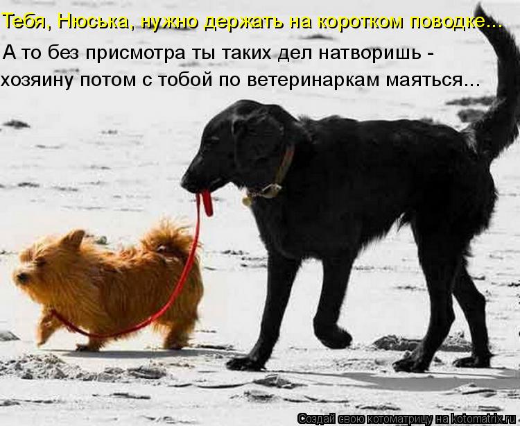 Тебя, Нюська, нужно держать на коротком поводке... хозяину потом с тобой по ветеринаркам маяться... А... Котоматрица: Тебя, Нюська, нужно держать на коротком поводке... хозяину потом с тобой по ветеринаркам маяться... А то без присмотра ты таких дел натворишь -