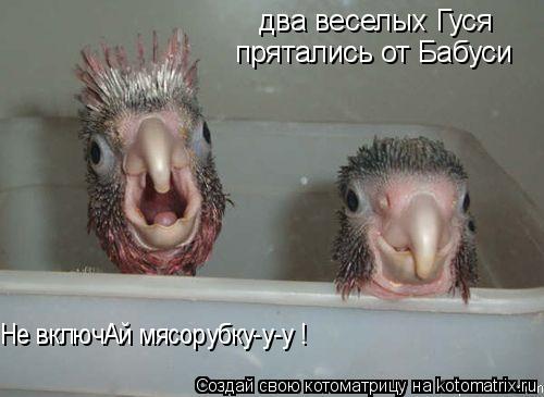 два веселых Гуся прятались от Бабуси Не включАй мясорубку-у-у !... Котоматрица: два веселых Гуся прятались от Бабуси Не включАй мясорубку-у-у !