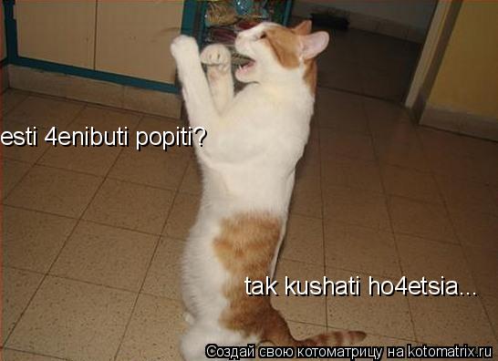 esti 4enibuti popiti? tak kushati ho4etsia...... Котоматрица: esti 4enibuti popiti? tak kushati ho4etsia...