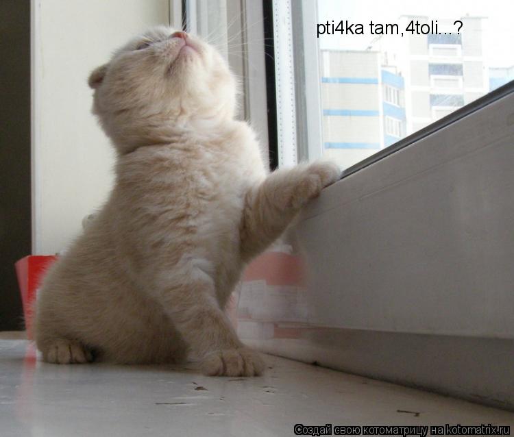 pti4ka tam,4toli...?... Котоматрица: pti4ka tam,4toli...?