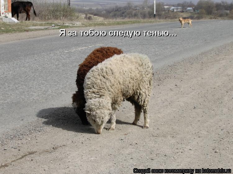 Я за тобою следую тенью...... Котоматрица: Я за тобою следую тенью...