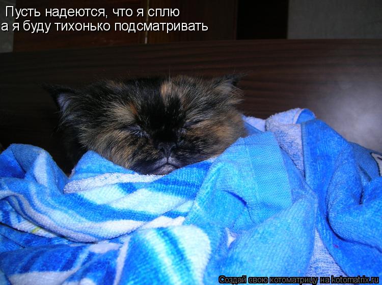 Пусть надеются, что я сплю а я буду тихонько подсматривать... Котоматрица: Пусть надеются, что я сплю а я буду тихонько подсматривать