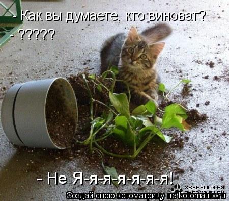 - Как вы думаете, кто виноват? - ????? - Не Я-я-я-я-я-я-я!... Котоматрица: - Как вы думаете, кто виноват? - ????? - Не Я-я-я-я-я-я-я!