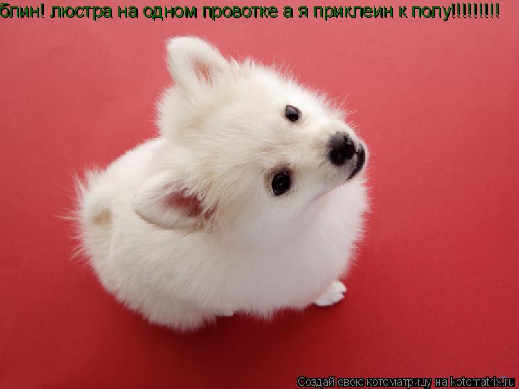 блин! люстра на одном провотке а я приклеин к полу!!!!!!!!!... Котоматрица: блин! люстра на одном провотке а я приклеин к полу!!!!!!!!!