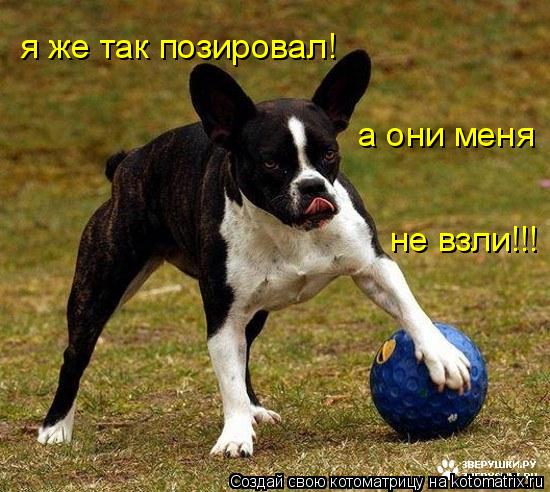 я же так позировал! а они меня не взли!!!... Котоматрица: я же так позировал! а они меня не взли!!!