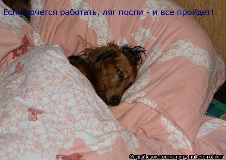 Если хочется работать, ляг поспи - и все пройдет!... Котоматрица: Если хочется работать, ляг поспи - и все пройдет!