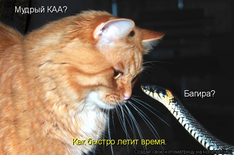 Мудрый КАА? Багира? Как быстро летит время.... Котоматрица: Мудрый КАА? Багира? Как быстро летит время.