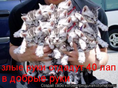 Котоматрица: злые руки отдадут 40 лап в добрые руки