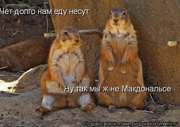 Чёт долго нам еду несут Ну так мы ж не Макдональсе... Котоматрица: Чёт долго нам еду несут Ну так мы ж не Макдональсе