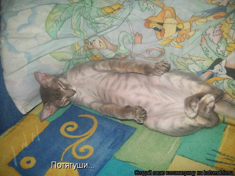 Потягуши...... Котоматрица: Потягуши...