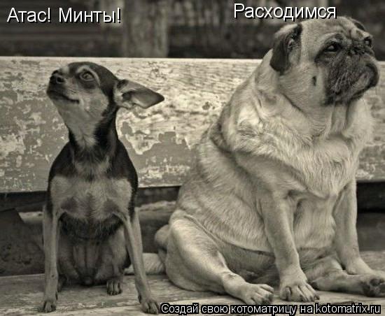 Атас! Минты! Расходимся... Котоматрица: Атас! Минты! Расходимся