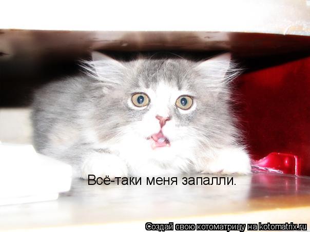 Всё-таки меня запалли.... Котоматрица: Всё-таки меня запалли.