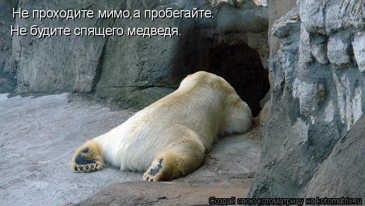 Не проходите мимо,а пробегайте. Не будите спящего медведя.... Котоматрица: Не проходите мимо,а пробегайте. Не будите спящего медведя.