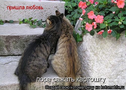 пришла любовь пора сажать картошку... Котоматрица: пришла любовь пора сажать картошку