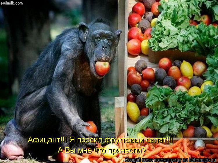 Афицант!!! Я просил фруктовый салат!!! А Вы мне что принесли? А Вы мне что принесли?... Котоматрица: Афицант!!! Я просил фруктовый салат!!! А Вы мне что принесли? А Вы мне что принесли?