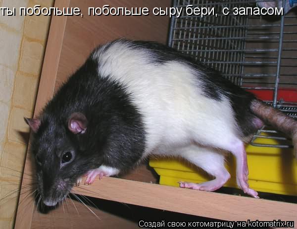 ты побольше, побольше сыру бери, с запасом... Котоматрица: ты побольше, побольше сыру бери, с запасом