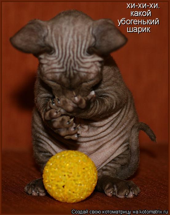 хи-хи-хи. какой какой убогенький шарик... Котоматрица: хи-хи-хи. какой какой убогенький шарик
