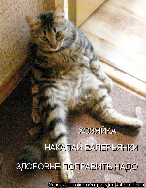 ХОЗЯЙКА, НАКАПАЙ ВАЛЕРЬЯНКИ ЗДОРОВЬЕ ПОПРАВИТЬ НАДО... Котоматрица: ХОЗЯЙКА, НАКАПАЙ ВАЛЕРЬЯНКИ ЗДОРОВЬЕ ПОПРАВИТЬ НАДО