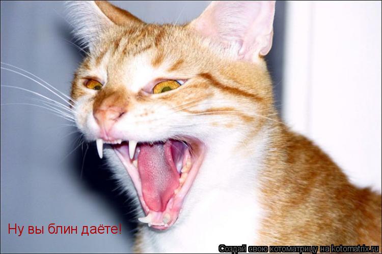 Ну вы блин даёте!... Котоматрица: Ну вы блин даёте!
