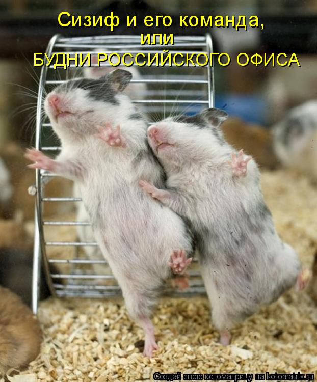 Сизиф и его команда, или БУДНИ РОССИЙСКОГО ОФИСА... Котоматрица: Сизиф и его команда, или БУДНИ РОССИЙСКОГО ОФИСА