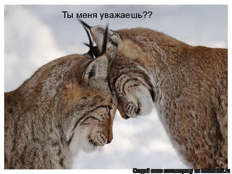 Ты меня уважаешь??... Котоматрица: Ты меня уважаешь??