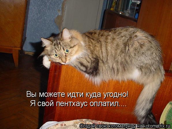 Вы можете идти куда угодно! Я свой пентхаус оплатил....... Котоматрица: Вы можете идти куда угодно! Я свой пентхаус оплатил....