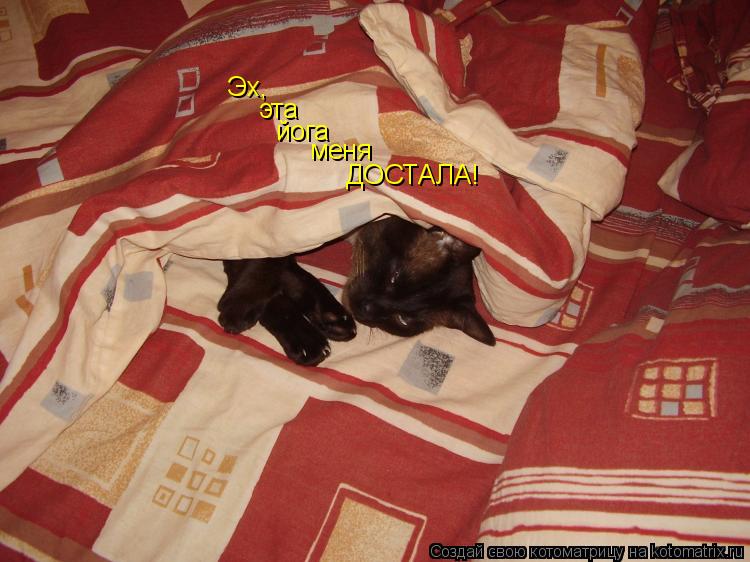 Эх, эта йога меня ДОСТАЛА!... Котоматрица: Эх, эта йога меня ДОСТАЛА!