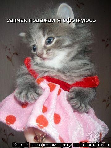 сапчак подажди я сфоткуюсь... Котоматрица: сапчак подажди я сфоткуюсь