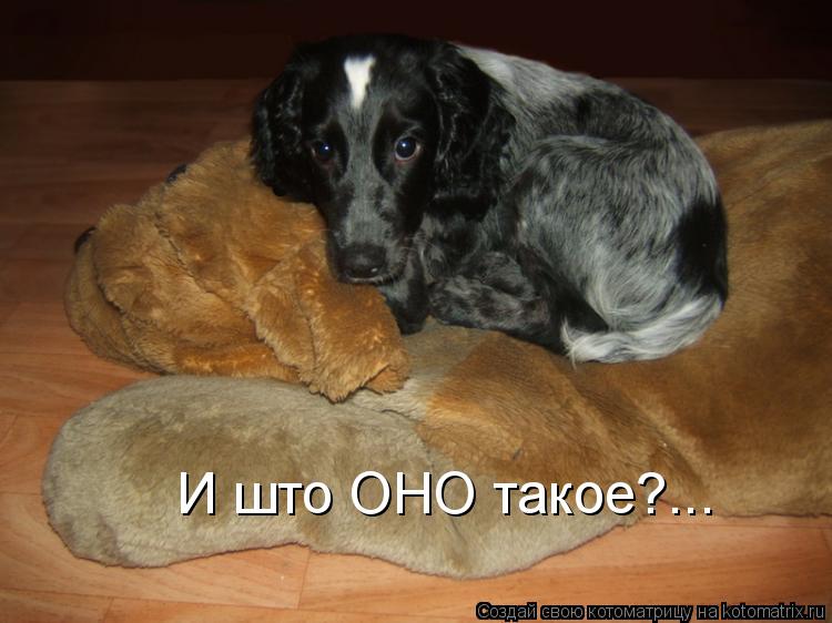 И што ОНО такое?...... Котоматрица: И што ОНО такое?...