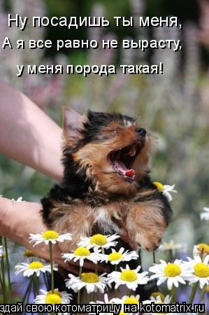 Ну посадишь ты меня, А я все равно не вырасту, у меня порода такая!... Котоматрица: Ну посадишь ты меня, А я все равно не вырасту, у меня порода такая!