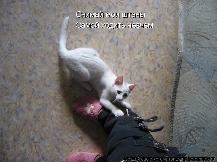Снимай мои штаны Самой ходить невчем... Котоматрица: Снимай мои штаны Самой ходить невчем
