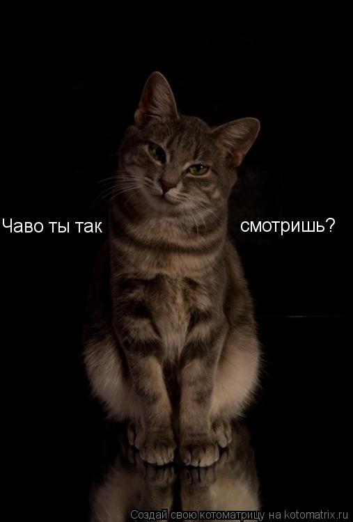 смотришь? Чаво ты так... Котоматрица: смотришь? Чаво ты так