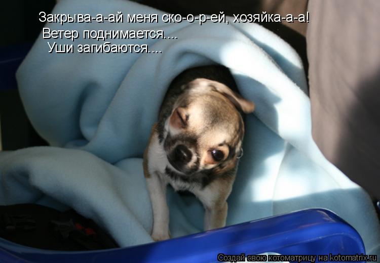 Закрыва-а-ай меня ско-о-р-ей, хозяйка-а-а! Ветер поднимается.... Уши загибаются....... Котоматрица: Закрыва-а-ай меня ско-о-р-ей, хозяйка-а-а! Ветер поднимается.... Уши загибаются....