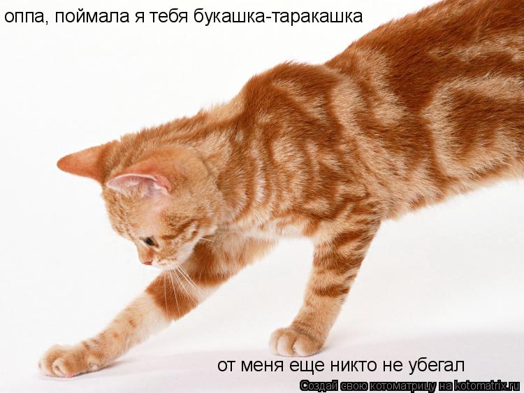 от меня еще никто не убегал оппа, поймала я тебя букашка-таракашка... Котоматрица: от меня еще никто не убегал оппа, поймала я тебя букашка-таракашка