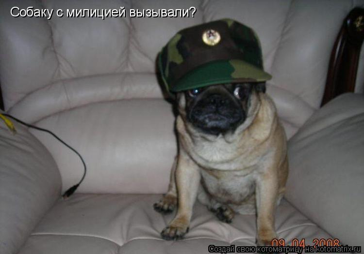 Собаку с милицией вызывали?... Котоматрица: Собаку с милицией вызывали?