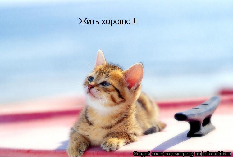 Жить хорошо!!!... Котоматрица: Жить хорошо!!!