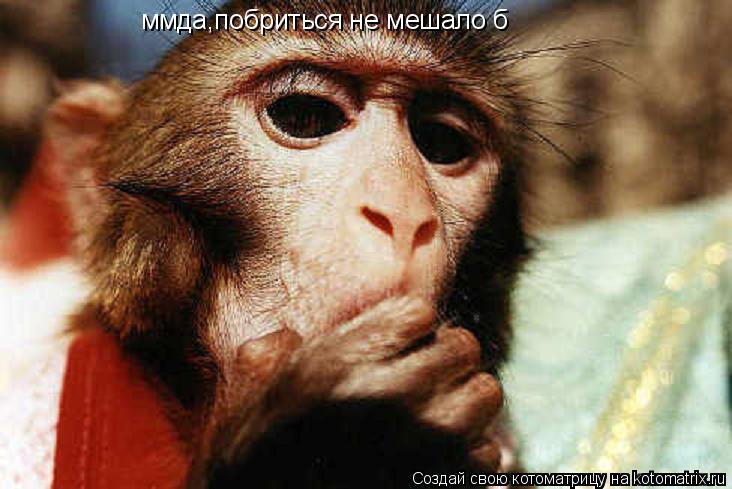 ммда,побриться не мешало б... Котоматрица: ммда,побриться не мешало б