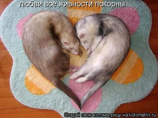 любви все живности покорны...... Котоматрица: любви все живности покорны...