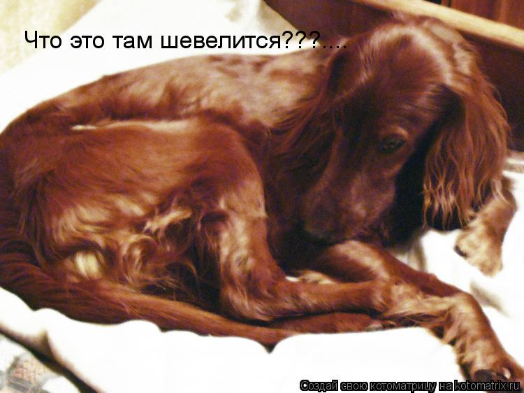 Что это там шевелится???....... Котоматрица: Что это там шевелится???....