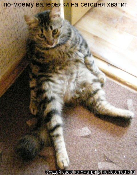 по-моему валерьяки на сегодня хватит... Котоматрица: по-моему валерьяки на сегодня хватит