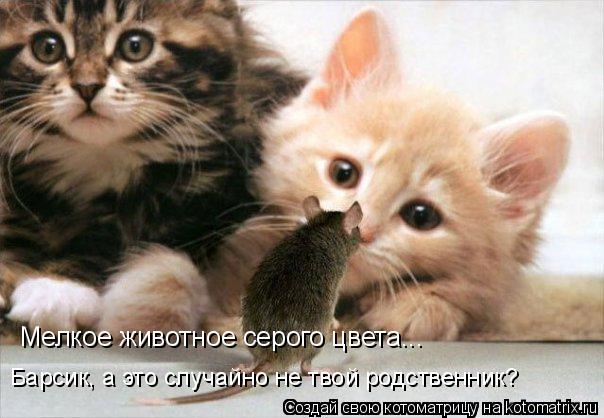 Мелкое животное серого цвета... Барсик, а это случайно не твой родственник?... Котоматрица: Мелкое животное серого цвета... Барсик, а это случайно не твой родственник?