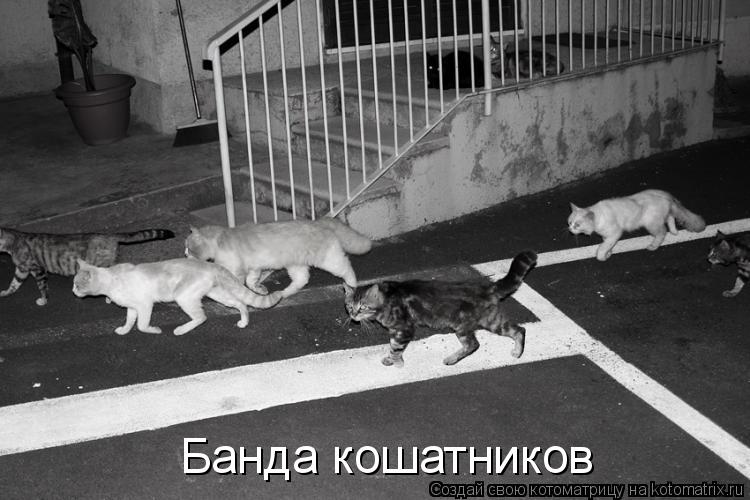 Банда кошатников... Котоматрица: Банда кошатников