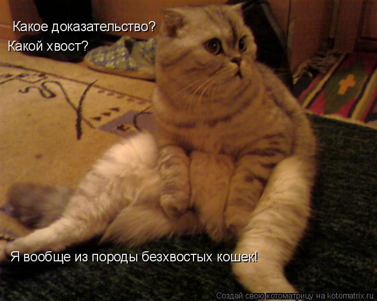 Какое доказательство? Какой хвост? Я вообще из породы безхвостых кошек!... Котоматрица: Какое доказательство? Какой хвост? Я вообще из породы безхвостых кошек!
