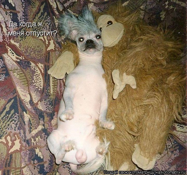 Да когда ж меня отпустит?... Котоматрица: Да когда ж меня отпустит?