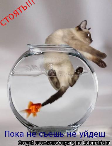 СТОЯТЬ!!! Пока не съешь не уйдеш... Котоматрица: СТОЯТЬ!!! Пока не съешь не уйдеш