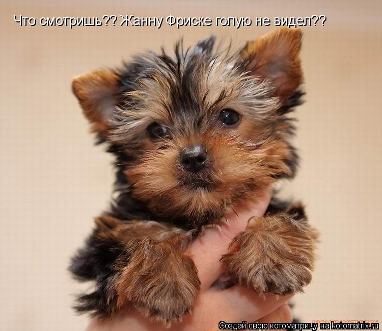 Что смотришь?? Жанну Фриске голую не видел??... Котоматрица: Что смотришь?? Жанну Фриске голую не видел??