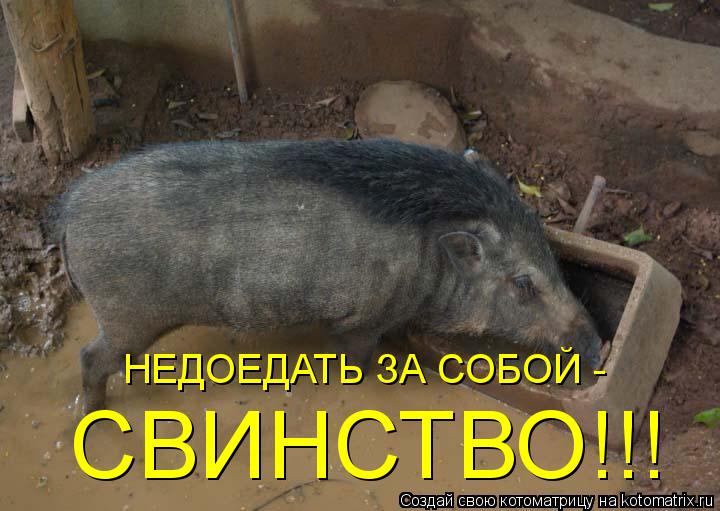 НЕДОЕДАТЬ ЗА СОБОЙ - СВИНСТВО!!!... Котоматрица: НЕДОЕДАТЬ ЗА СОБОЙ - СВИНСТВО!!!