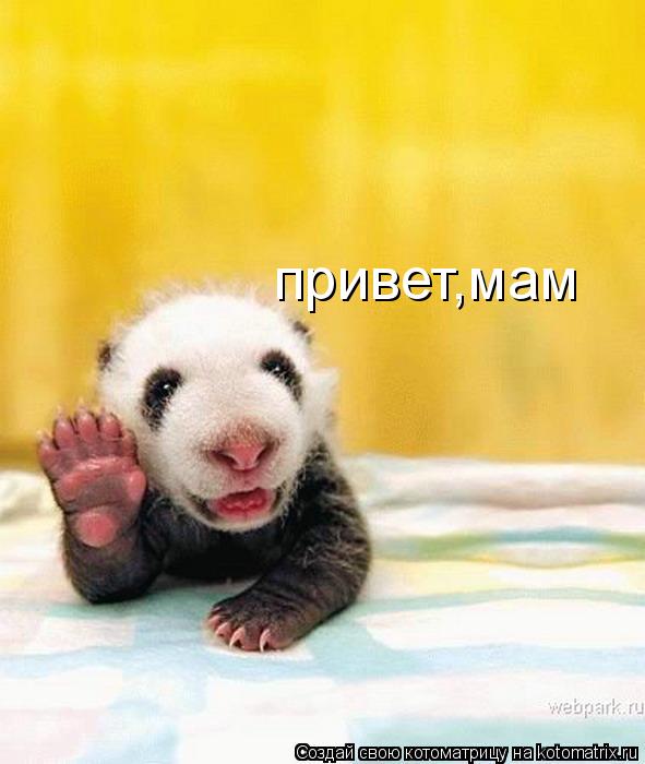 привет,мам... Котоматрица: привет,мам