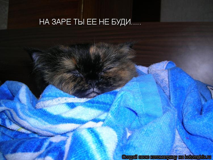 НА ЗАРЕ ТЫ ЕЕ НЕ БУДИ........ Котоматрица: НА ЗАРЕ ТЫ ЕЕ НЕ БУДИ.....
